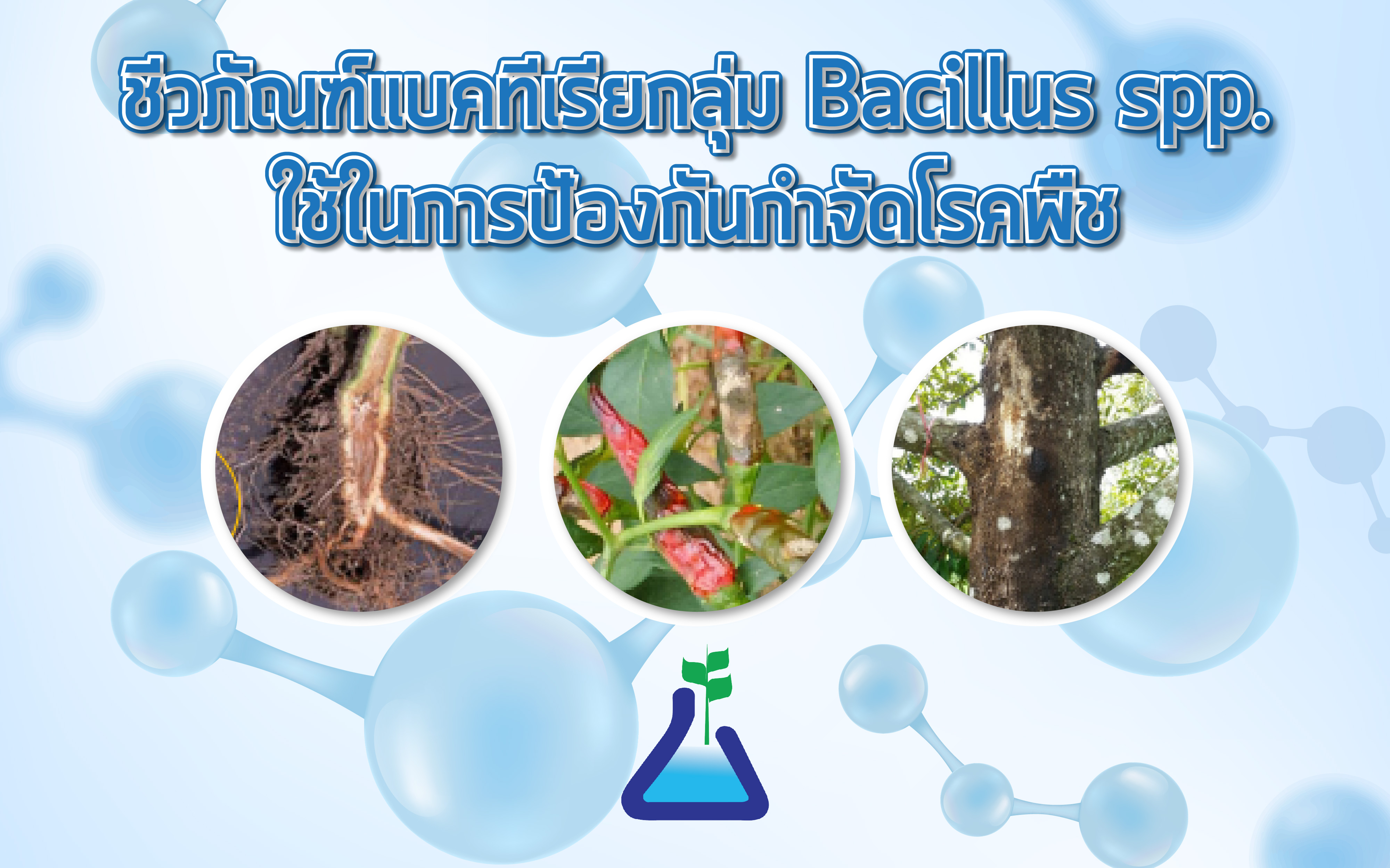 ชีวภัณฑ์แบคทีเรียกลุ่ม Bacillus subtilis spp. ใช้ในการป้องกันกำจัดโรคพืช