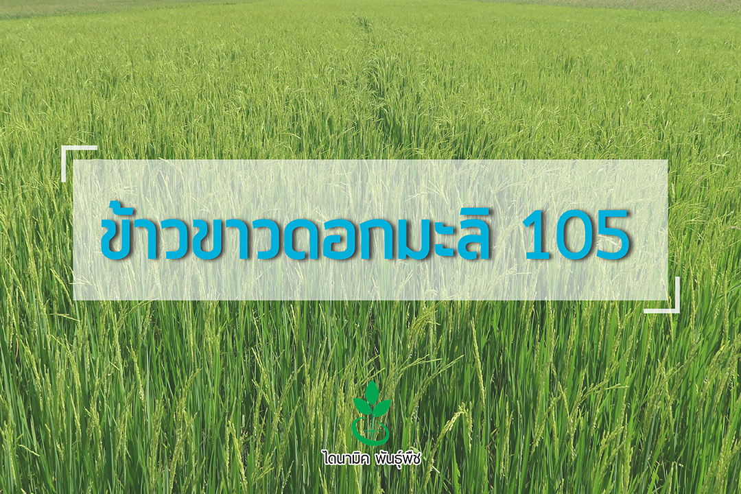 ข้าวขาวดอกมะลิ 105