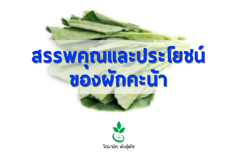 สรรพคุณและประโยชน์ของผักคะน้า