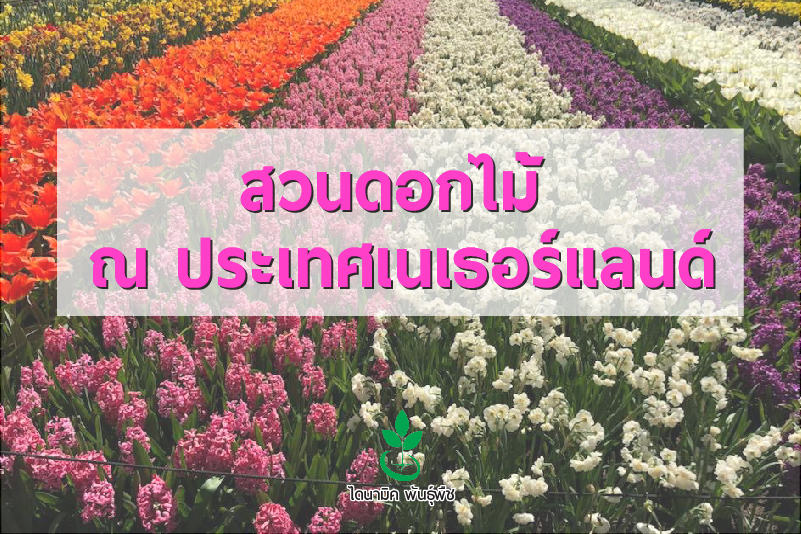 สวนดอกไม้ ณ ประเทศเนเธอร์แลนด์