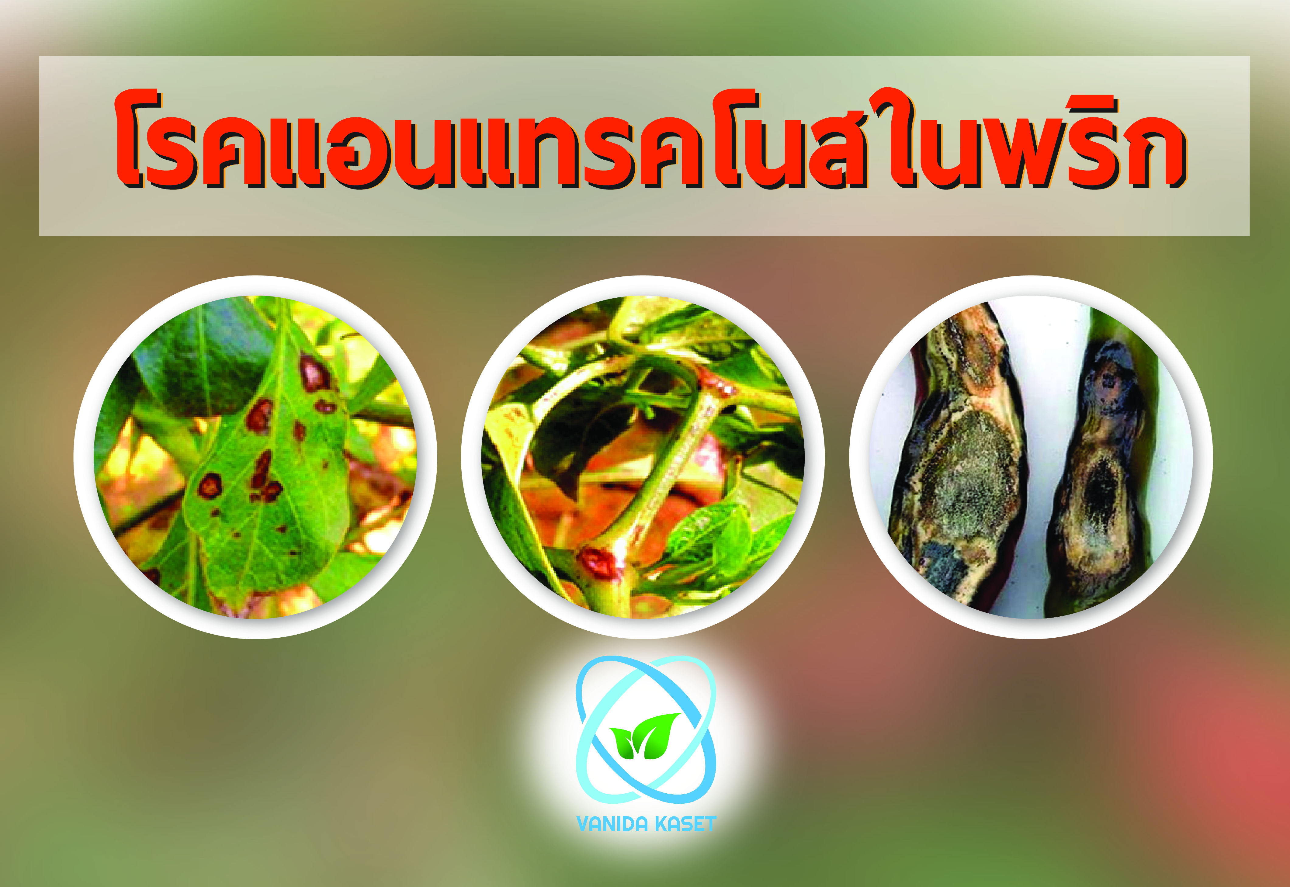 โรคแอนแทรคโนสในพริก [Credit: Vanidakaset.com]