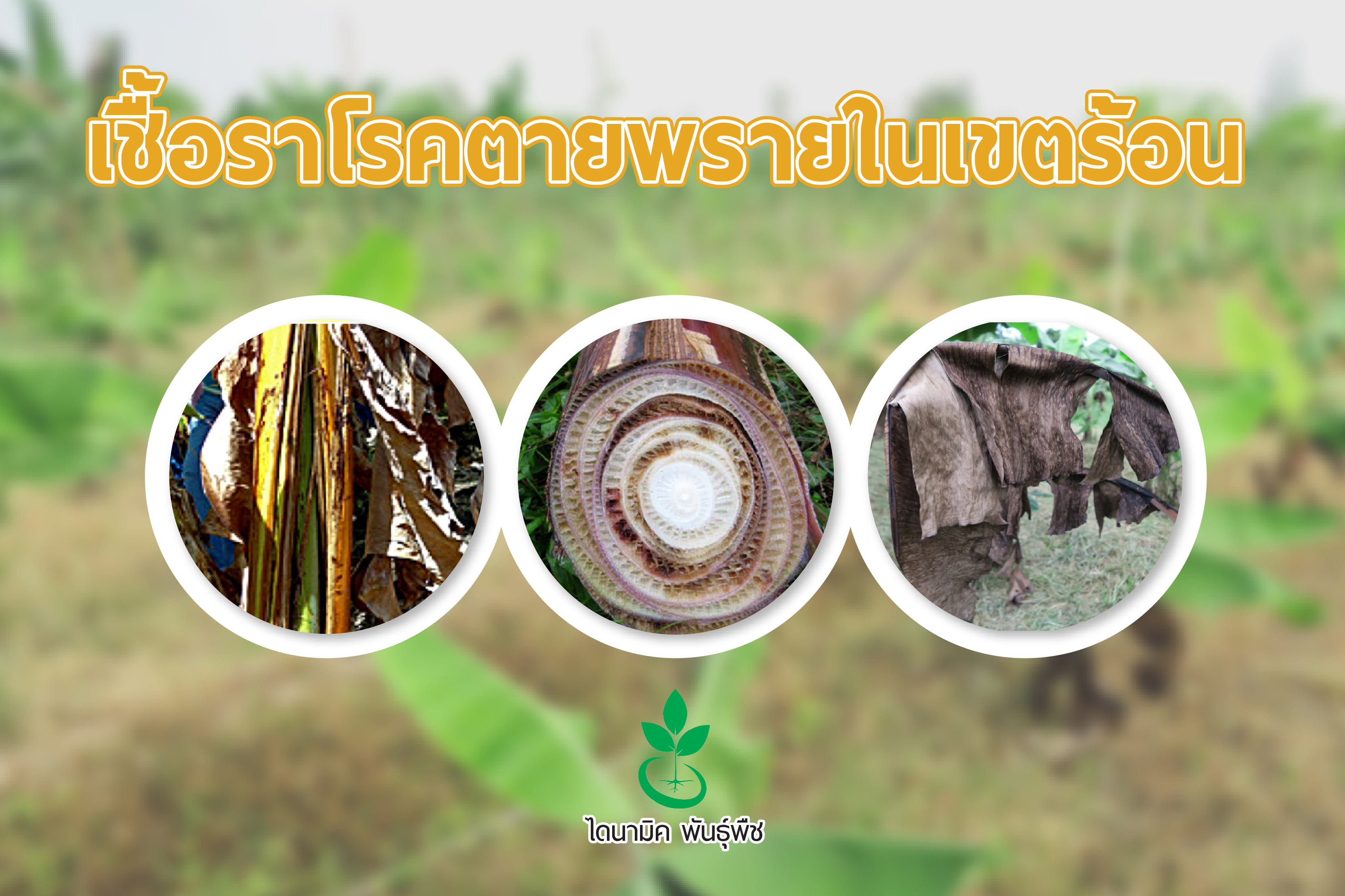 เชื้อราโรคตายพรายในเขตร้อน