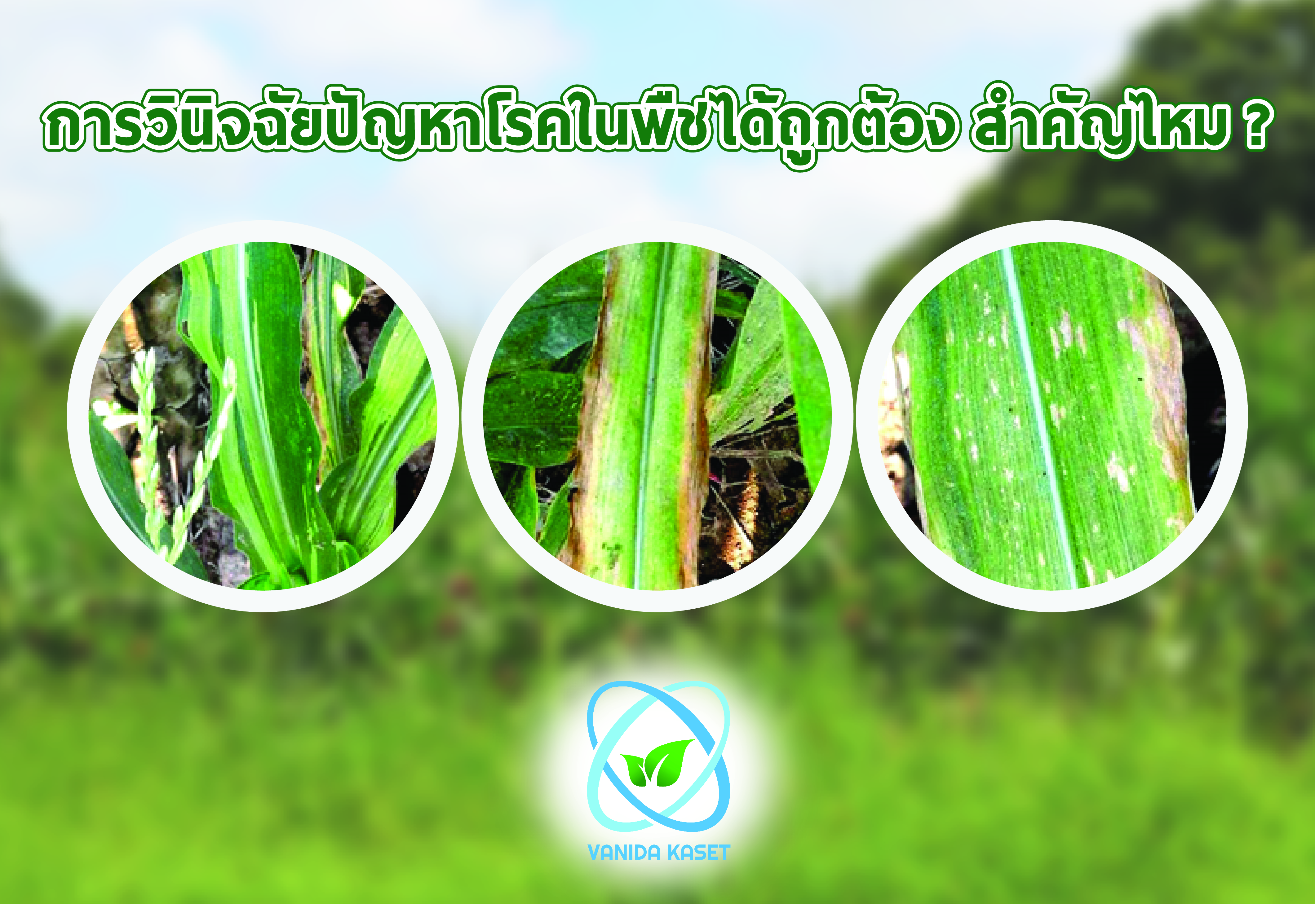 การวินิจฉัยปัญหาโรคในพืชได้ถูกต้อง สำคัญไหม ?