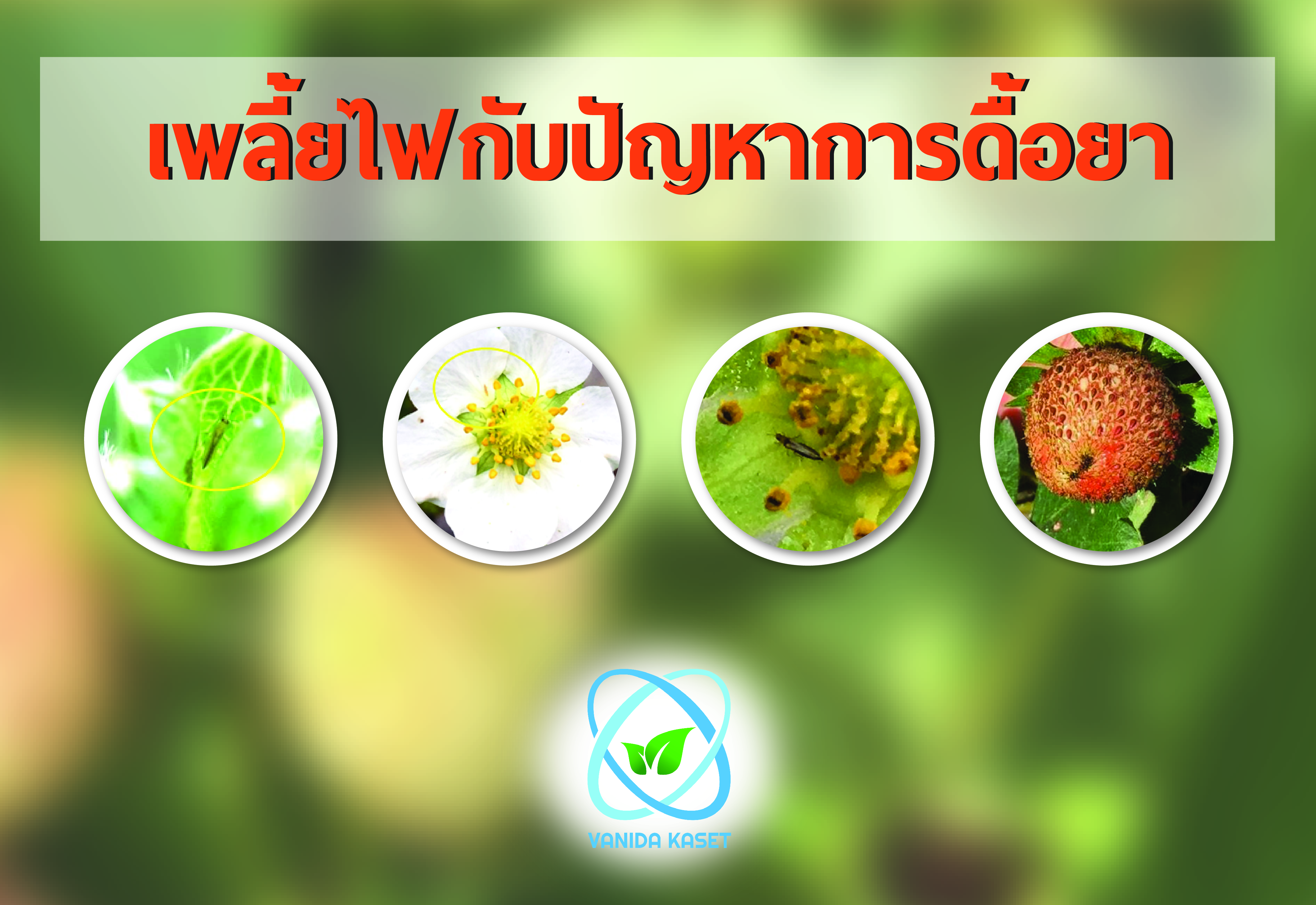 เพลี้ยไฟกับปัญหาการ “ดื้อยา”