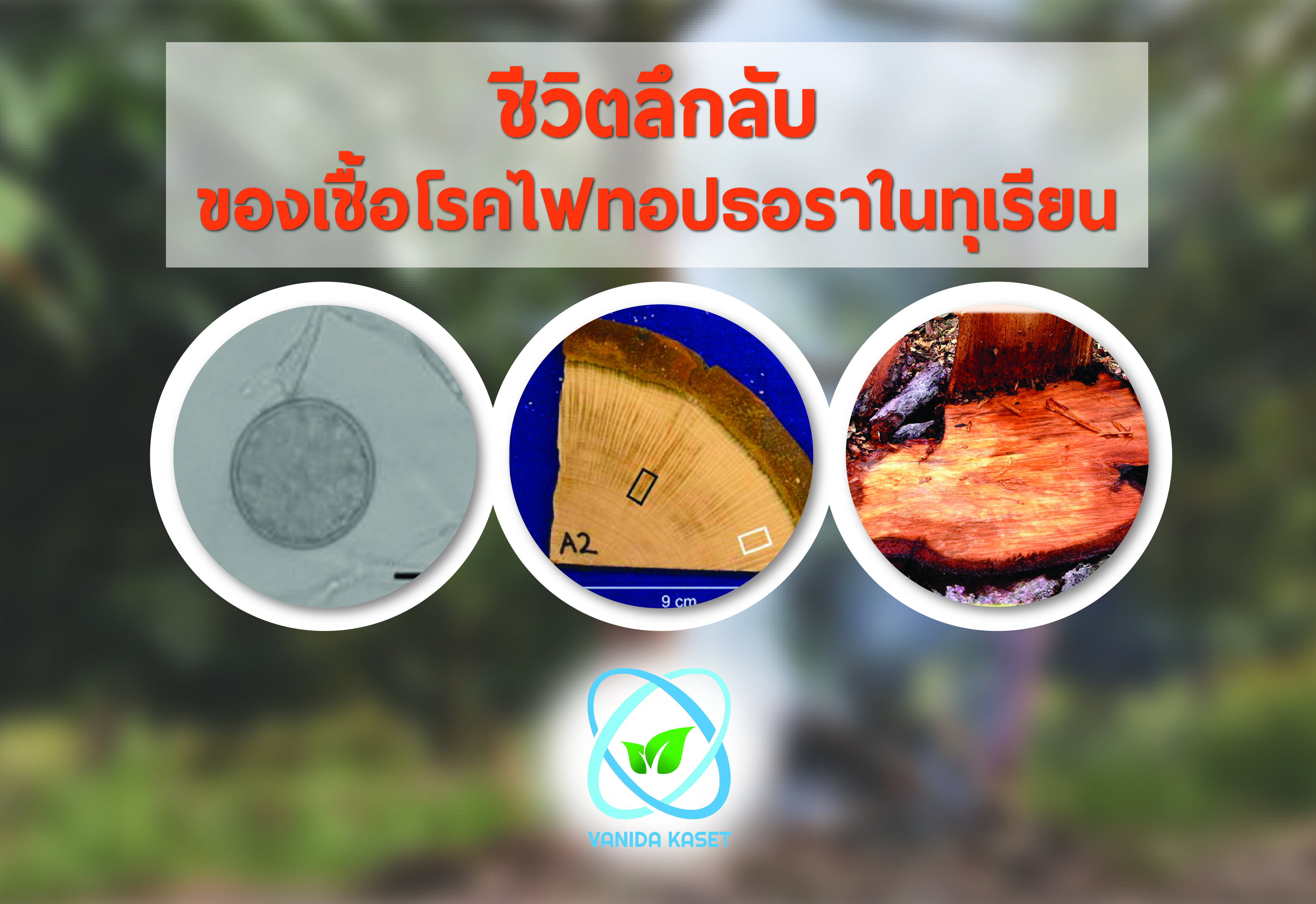 ชีวิตลึกลับของเชื้อโรคไฟทอปธอราในทุเรียน