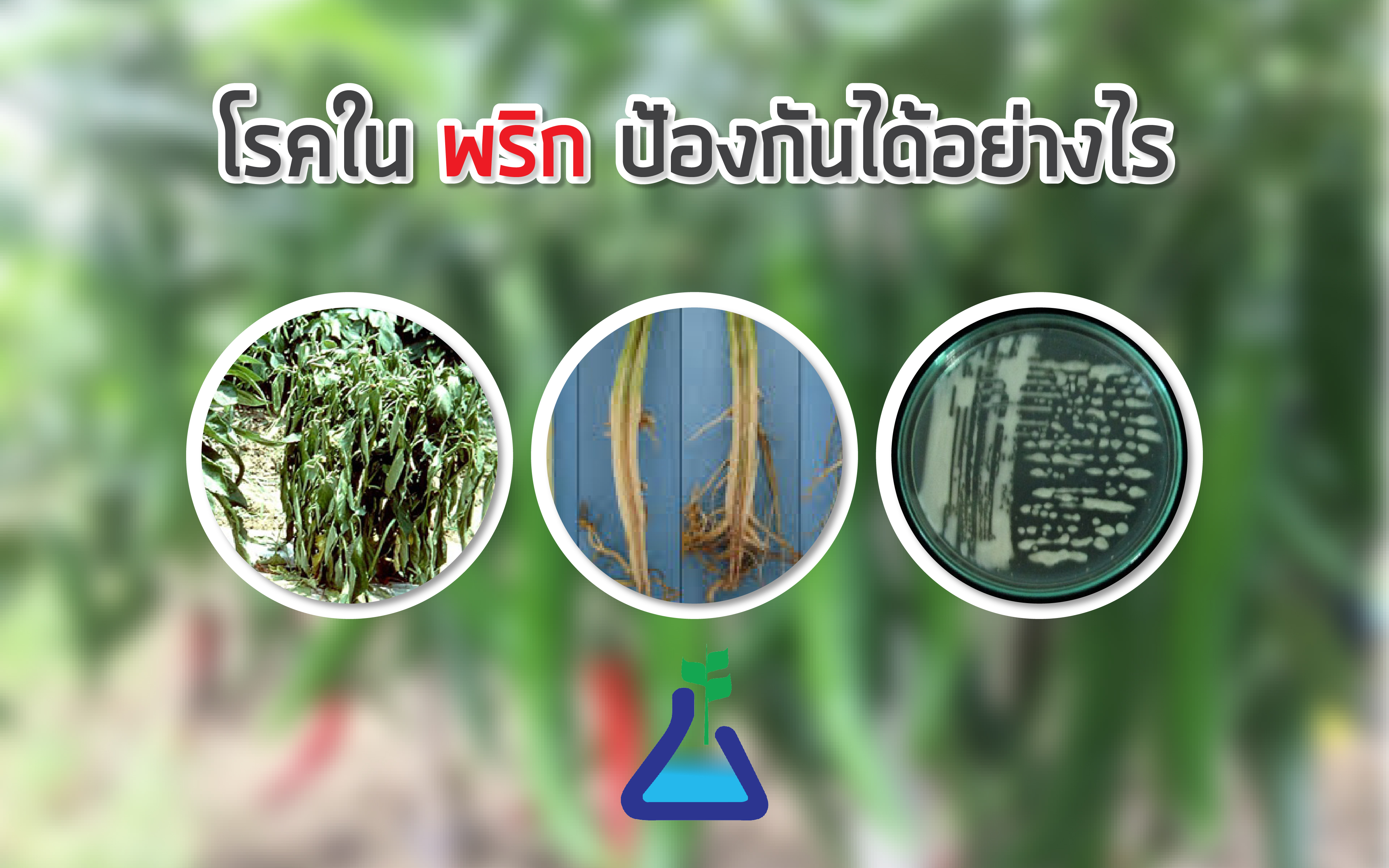 โรคในพริกป้องกันได้อย่างไร