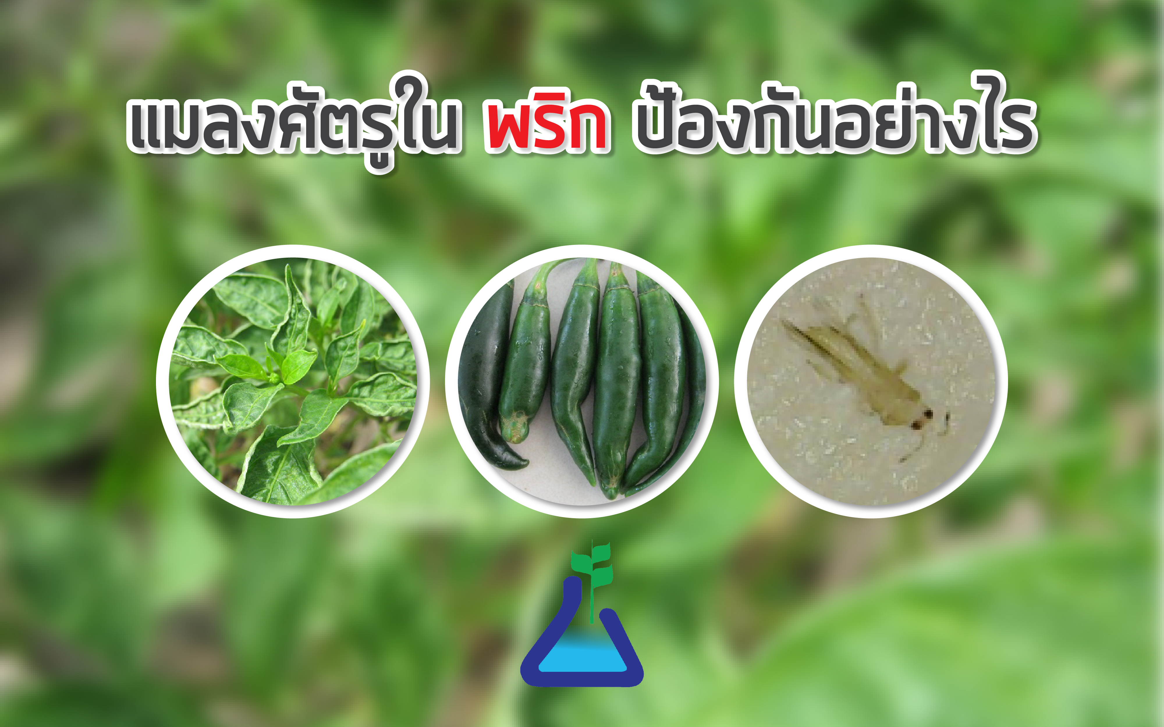 แมลงศัตรูใน พริก ป้องกันอย่างไร