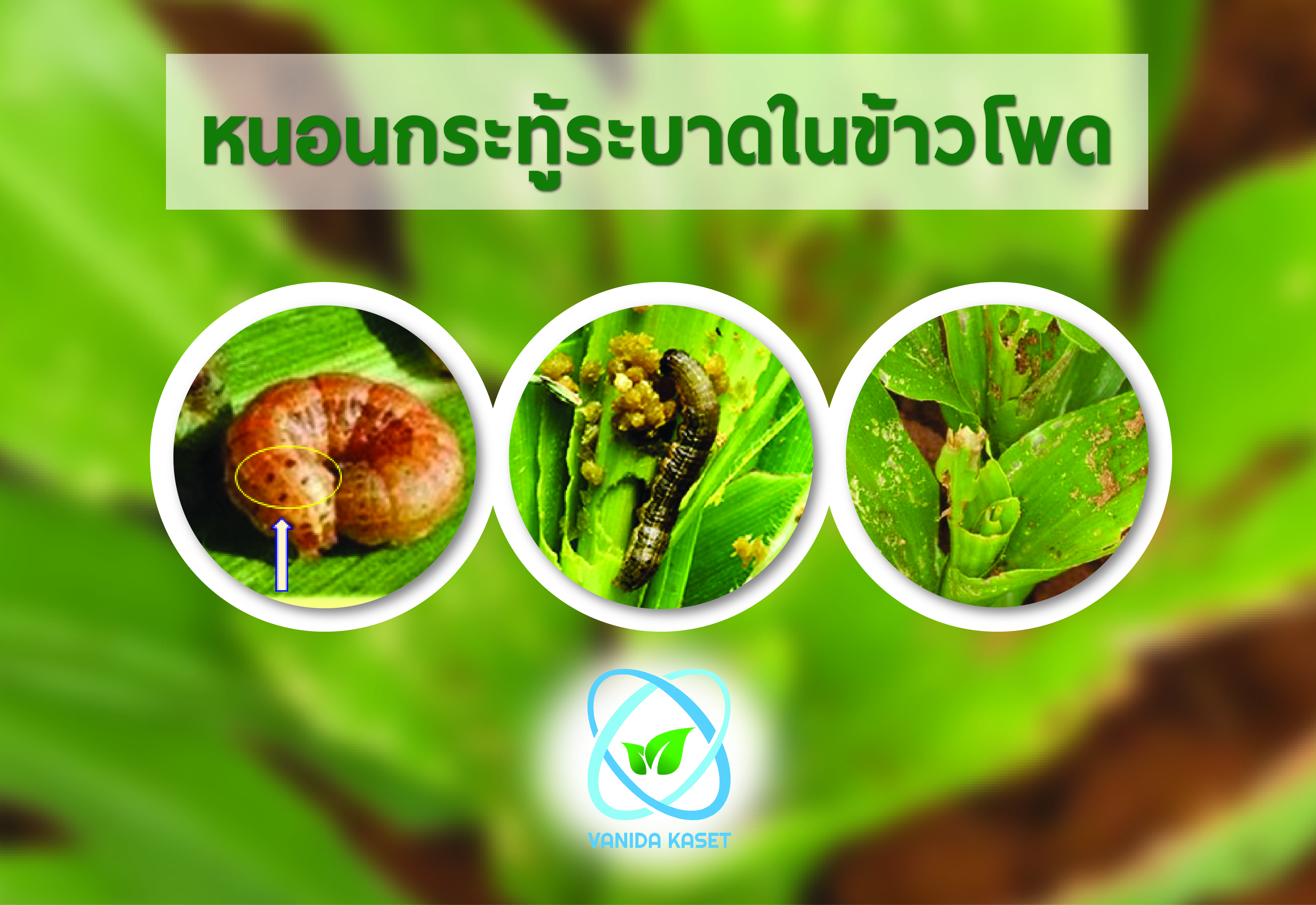 หนอนกระทู้ระบาดในข้าวโพด