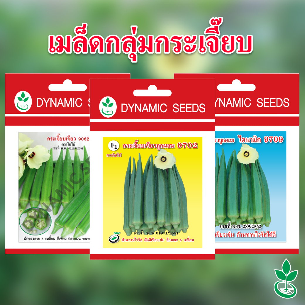 แนะนำเมล็ดพันธุ์กลุ่ม กระเจี๊ยบเขียว จากไดนามิคพันธุ์พืช