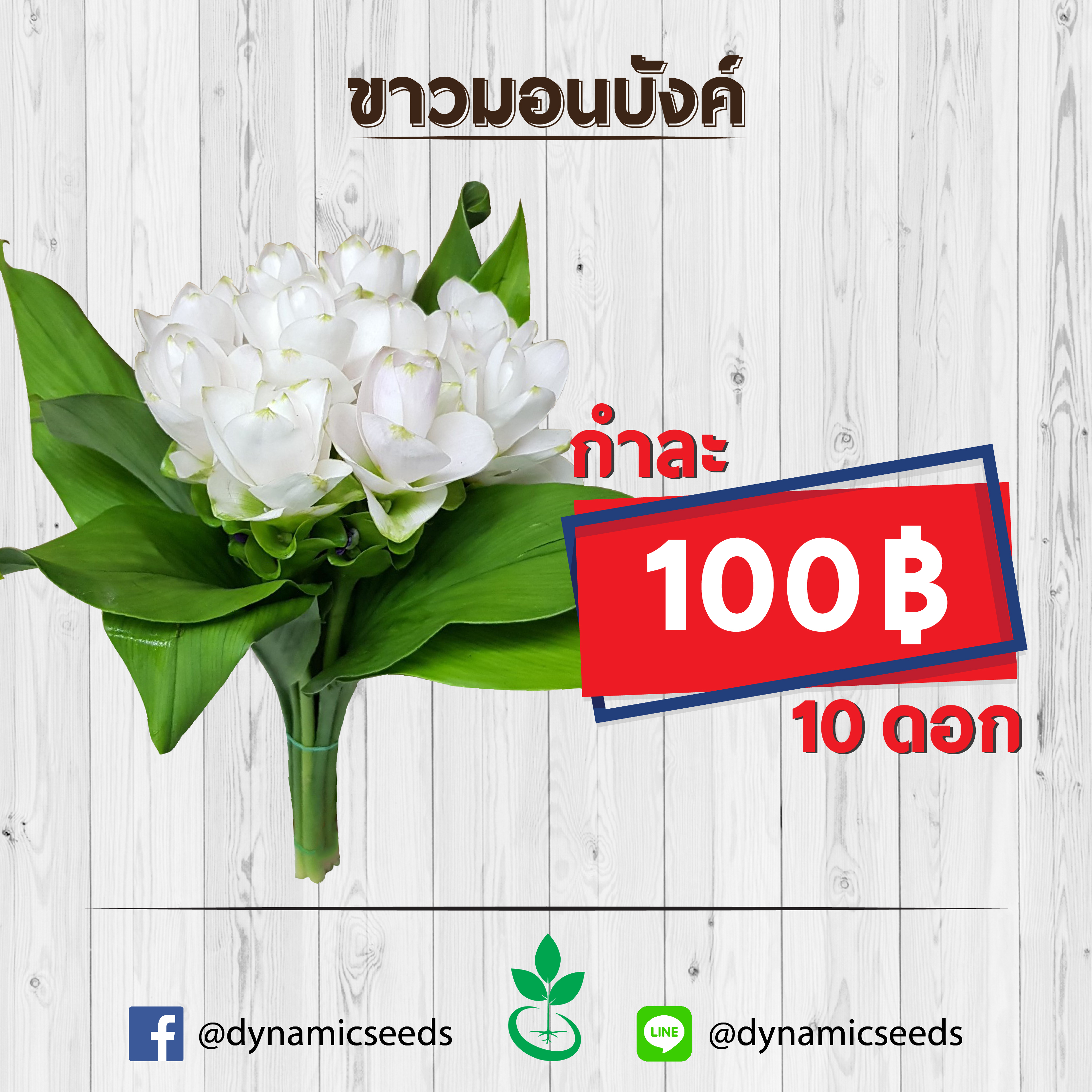 ขาวมอนบังค์ 1 กำ (10ดอก)