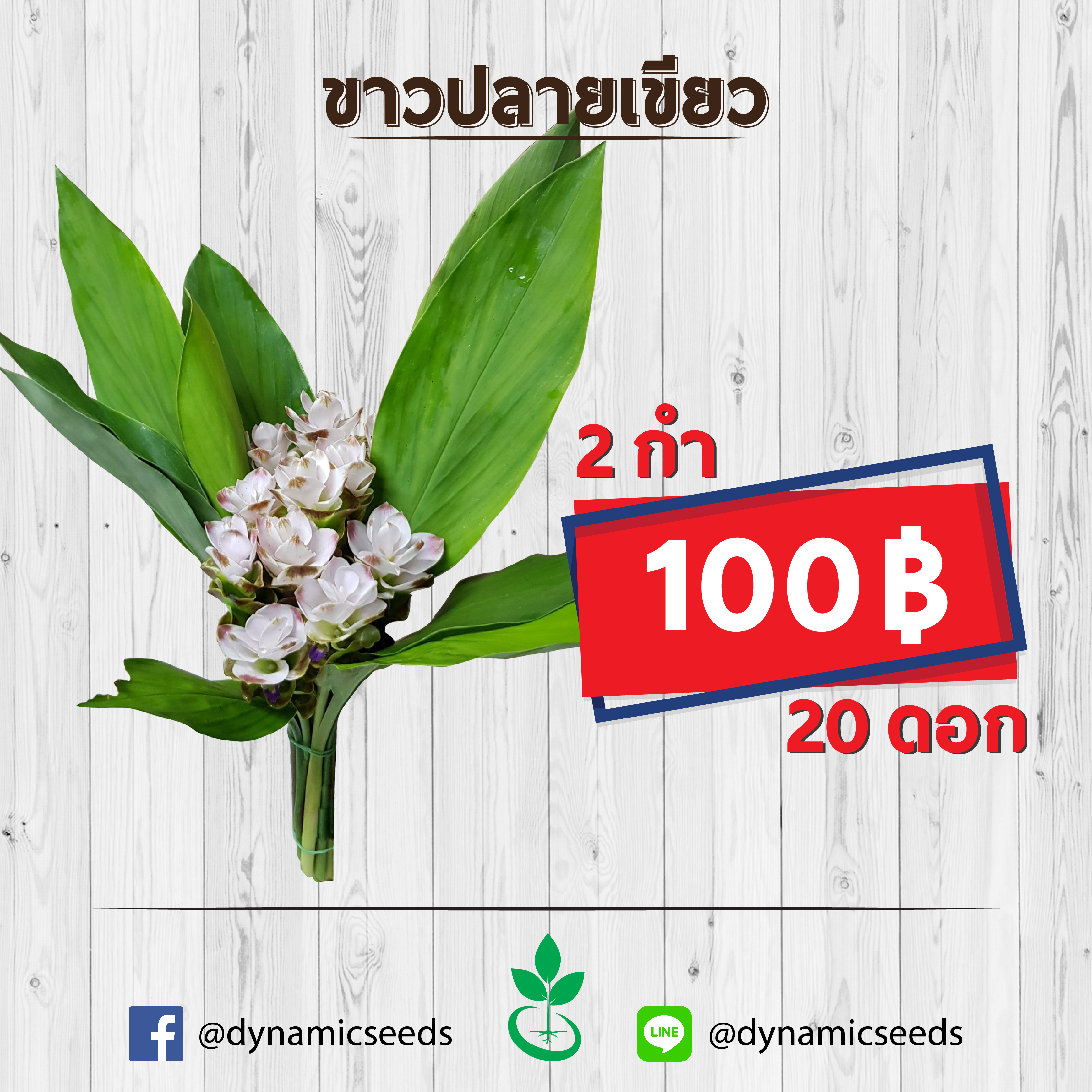 ขาวปลายเขียว 2 กำ (20ดอก)